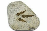 Dinosaur (Grallator) Track - Negative Impression #366831-1